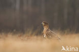 White-tailed Sea Eagle (Haliaeetus albicilla)