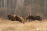 White-tailed Sea Eagle (Haliaeetus albicilla)