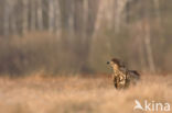 White-tailed Sea Eagle (Haliaeetus albicilla)