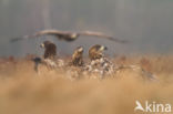 Zeearend (Haliaeetus albicilla)