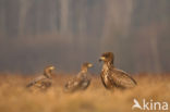 Zeearend (Haliaeetus albicilla)