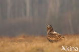 White-tailed Sea Eagle (Haliaeetus albicilla)