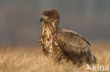 Zeearend (Haliaeetus albicilla)