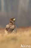 White-tailed Sea Eagle (Haliaeetus albicilla)