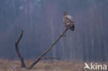 Zeearend (Haliaeetus albicilla)