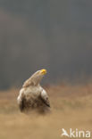 Zeearend (Haliaeetus albicilla)