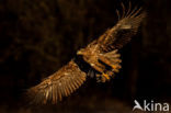 Zeearend (Haliaeetus albicilla)