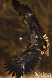 Zeearend (Haliaeetus albicilla)