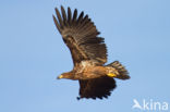 Zeearend (Haliaeetus albicilla)