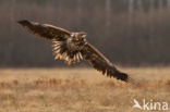 Zeearend (Haliaeetus albicilla)