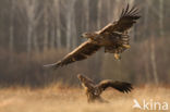 Zeearend (Haliaeetus albicilla)