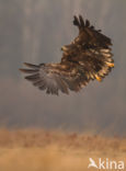 Zeearend (Haliaeetus albicilla)