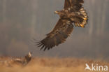 Zeearend (Haliaeetus albicilla)