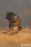 Zeearend (Haliaeetus albicilla)