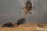 Zeearend (Haliaeetus albicilla)