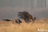 Zeearend (Haliaeetus albicilla)