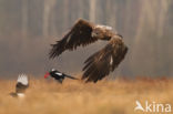 White-tailed Sea Eagle (Haliaeetus albicilla)