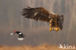 Zeearend (Haliaeetus albicilla)