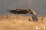 Zeearend (Haliaeetus albicilla)