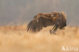 Zeearend (Haliaeetus albicilla)