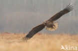 Zeearend (Haliaeetus albicilla)