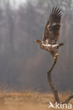 Zeearend (Haliaeetus albicilla)