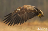 Zeearend (Haliaeetus albicilla)