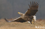 Zeearend (Haliaeetus albicilla)