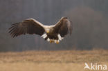 Zeearend (Haliaeetus albicilla)