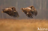 Zeearend (Haliaeetus albicilla)