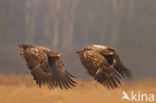 White-tailed Sea Eagle (Haliaeetus albicilla)
