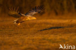 Zeearend (Haliaeetus albicilla)