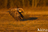 Zeearend (Haliaeetus albicilla)