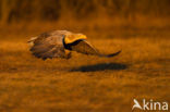 Zeearend (Haliaeetus albicilla)