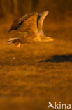 White-tailed Sea Eagle (Haliaeetus albicilla)