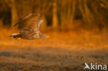 Zeearend (Haliaeetus albicilla)