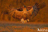 White-tailed Sea Eagle (Haliaeetus albicilla)