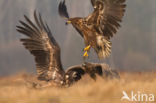 Zeearend (Haliaeetus albicilla)