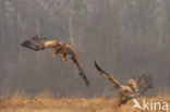 Zeearend (Haliaeetus albicilla)