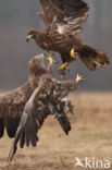 White-tailed Sea Eagle (Haliaeetus albicilla)