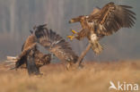 Zeearend (Haliaeetus albicilla)