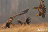 Zeearend (Haliaeetus albicilla)