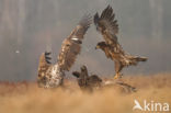 White-tailed Sea Eagle (Haliaeetus albicilla)