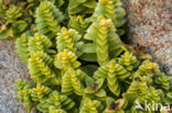 Sea Sandwort (Honckenya peploides)