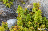 Sea Sandwort (Honckenya peploides)