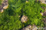 Sea lettuce (Ulva lactuca)