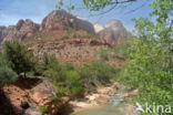 Zion National Park