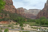 Zion National Park