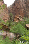 Zion National Park