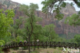 Zion National Park